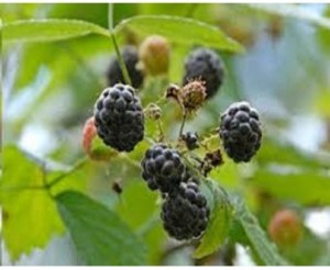 Will the real blue raspberry please stand up?