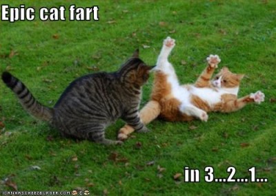 Epic cat fart