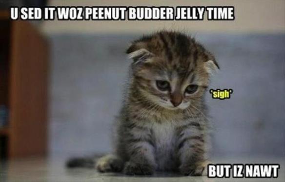 peanut-butter-jelly-time-kitten