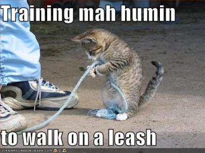 cat-walk