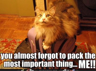 Cat-Is-Ready-For-Paradise