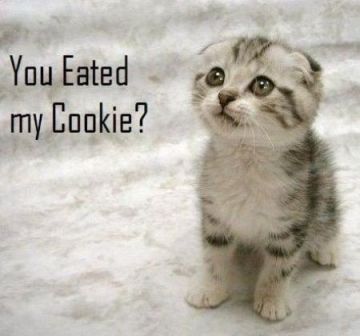 cookie kitty