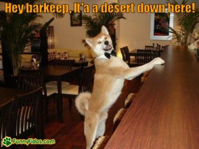 Dog in bow tie funny-dog-picture-hey-barkeep