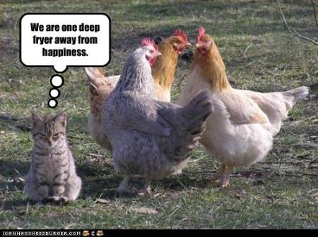 cat-wants-a-deep-fryer