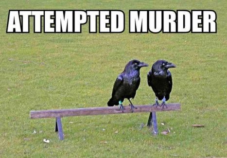 Crows Attempted Murder