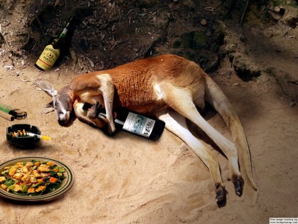 Kangaroo Drinking
