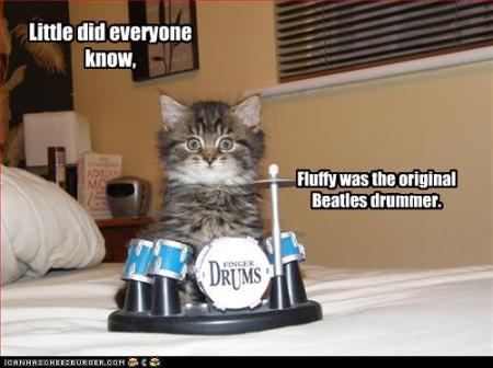 kitten-has-drum-set