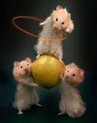 mice mischief