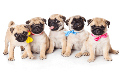 pugs-grumble