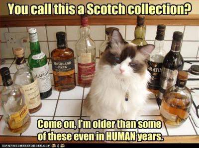 Cat Scotch
