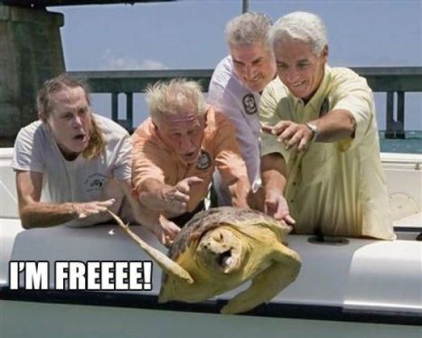 Free Turtle
