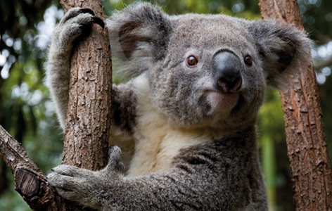 Koala Currumbin