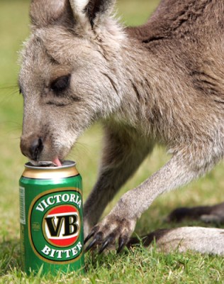 VB Kangaroo