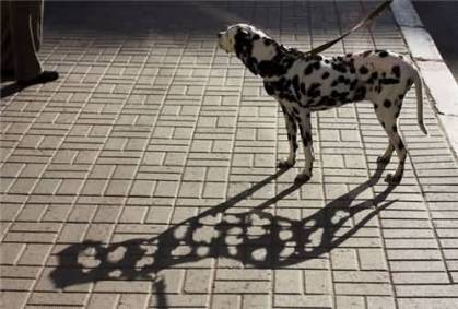 Dalmatian Shadow