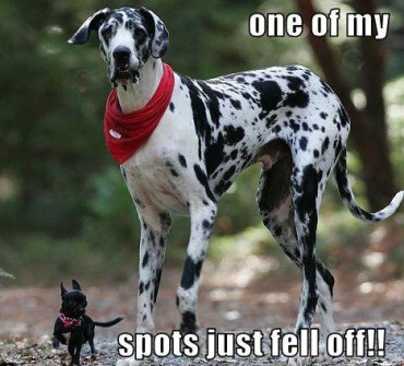 Dalmatian Spots