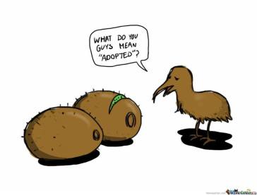 Kiwi Bird