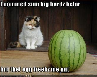 Cat Watermelon