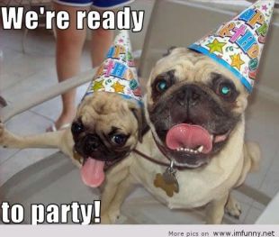 Dogs Birthday Party