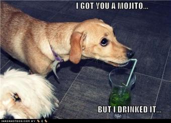 Mojito Dog