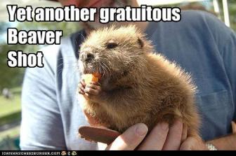 gratuitous beaver shot