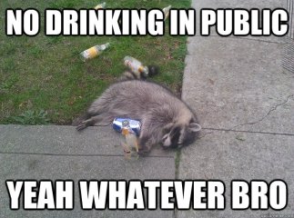 Drinking in Public Racoon