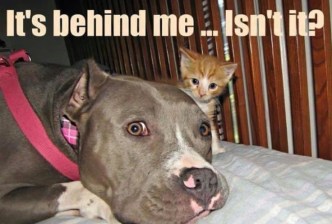 pit bull cat