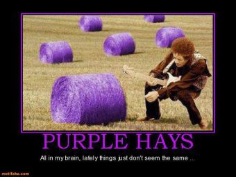purple hays