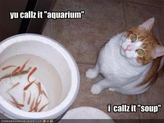 cat aquarium