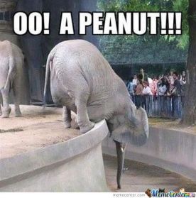 elephant peanut