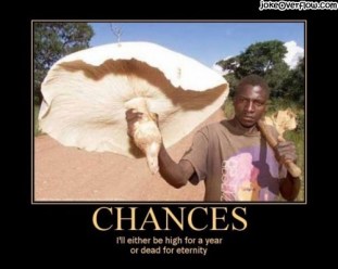 chances-with-mushroom
