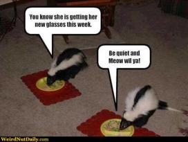 skunks as cats