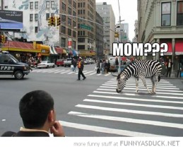 zebra-crosswalk