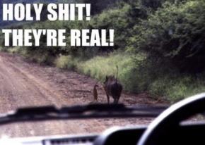 Timon and Pumbaa Real