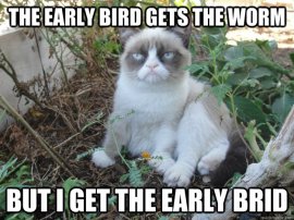 Early Bird Grumpy Cat