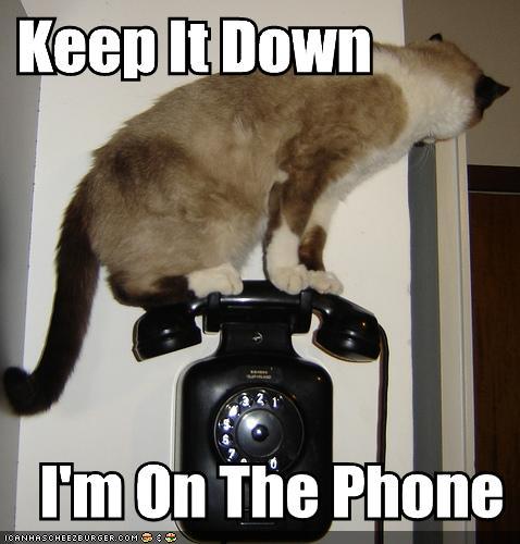Cat on Phone