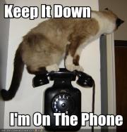 Cat on Phone
