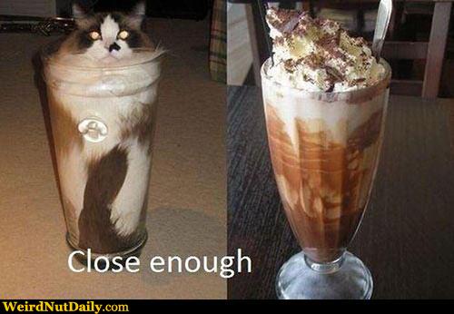 Close Enough Cat.jpg
