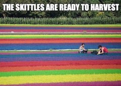 Skittles Harvest
