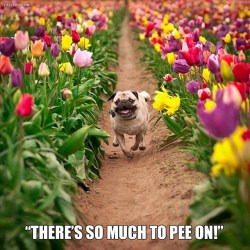 tulips dog