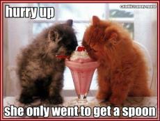 cats-with-milkshake