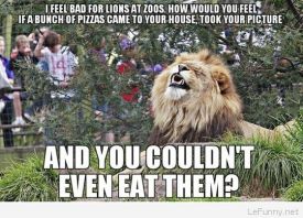 lions-at-zoo