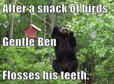 Gentle Ben