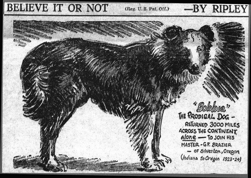 Bobbie the Wonder Dog