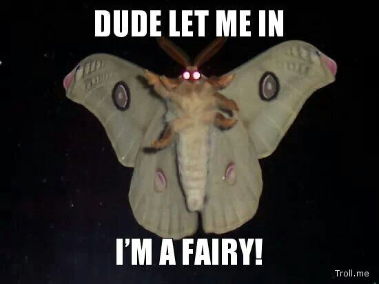 Moth