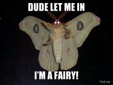 Moth