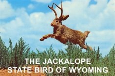 Jackalope