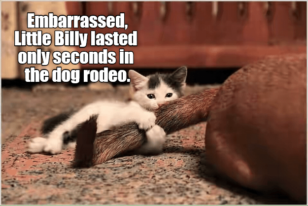 Kitty Rodeo