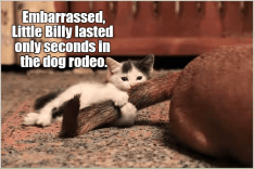Kitty Rodeo