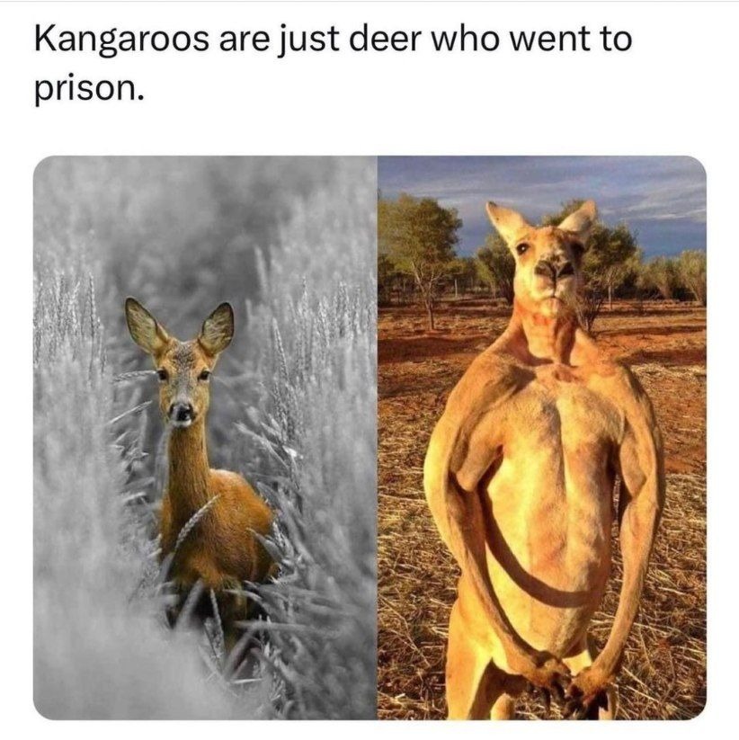 Kangaroos